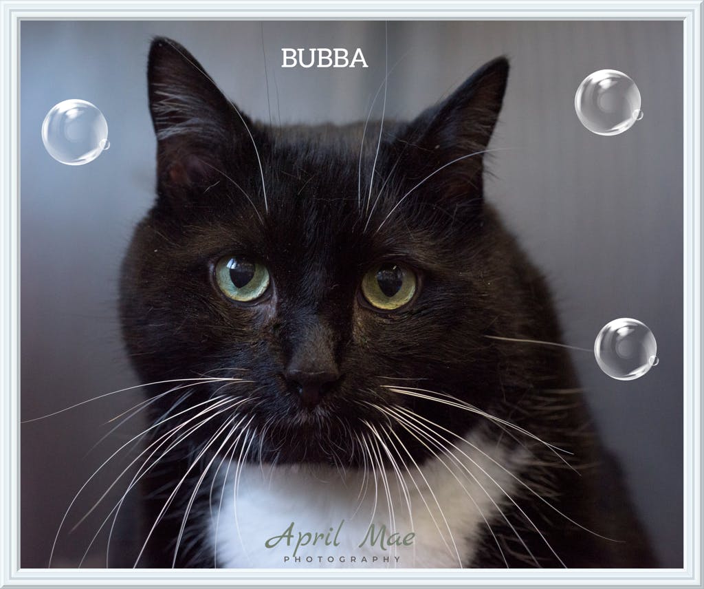 BUBBA Image