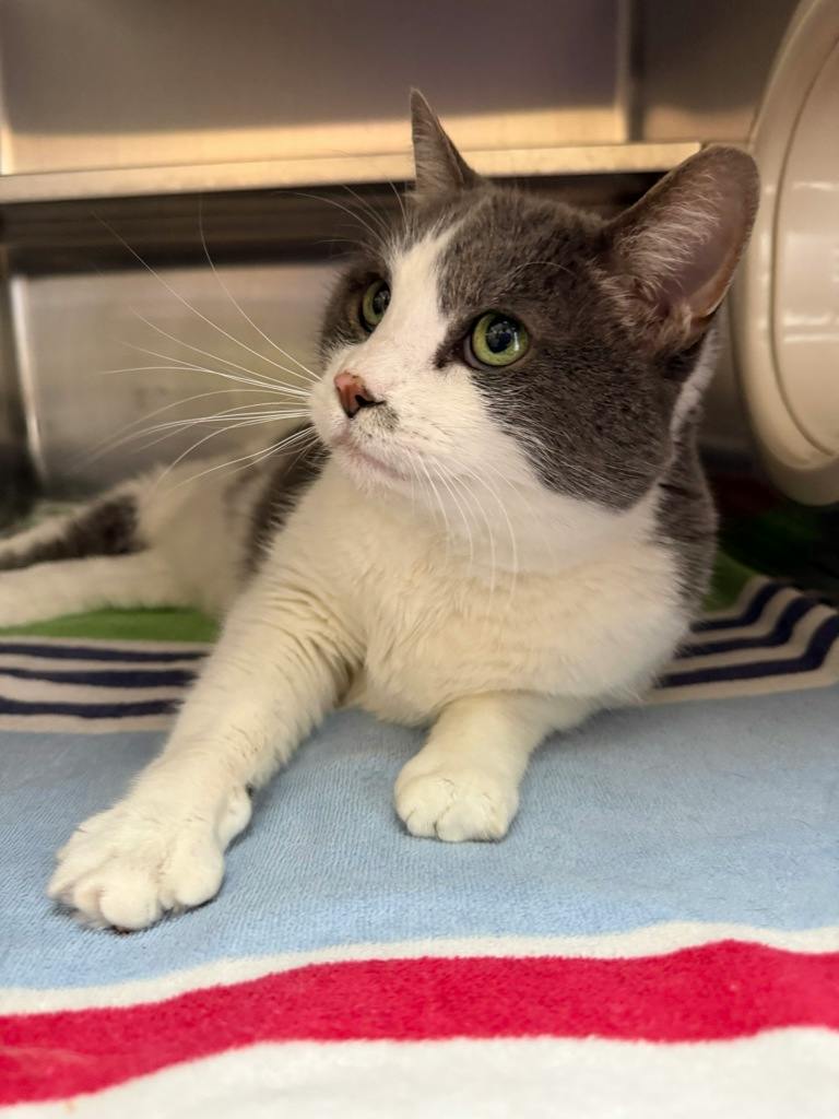 Pheobe (PetSmart Innes), a 10 years and 2 months old Grey Female Domestic Short Hair Cat