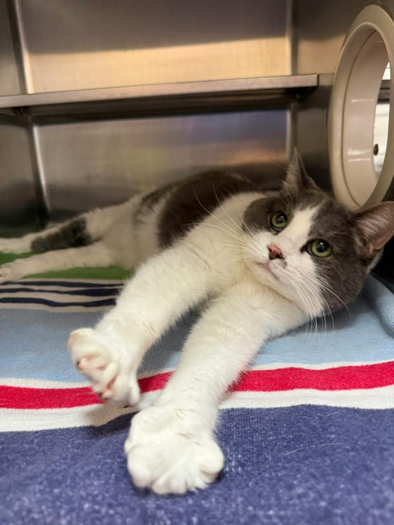 Pheobe (PetSmart Innes), a 10 years and 2 months old Grey Female Domestic Short Hair Cat