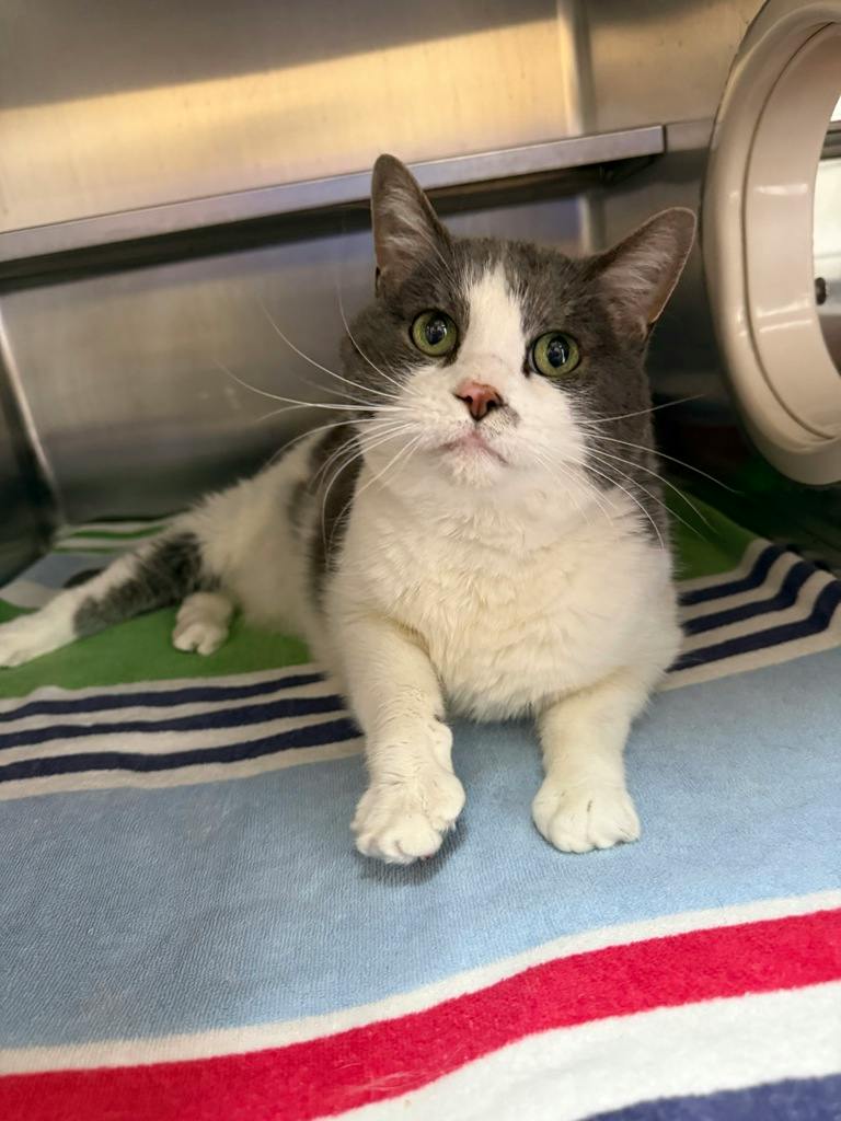 Pheobe (PetSmart Innes), a 10 years and 2 months old Grey Female Domestic Short Hair Cat