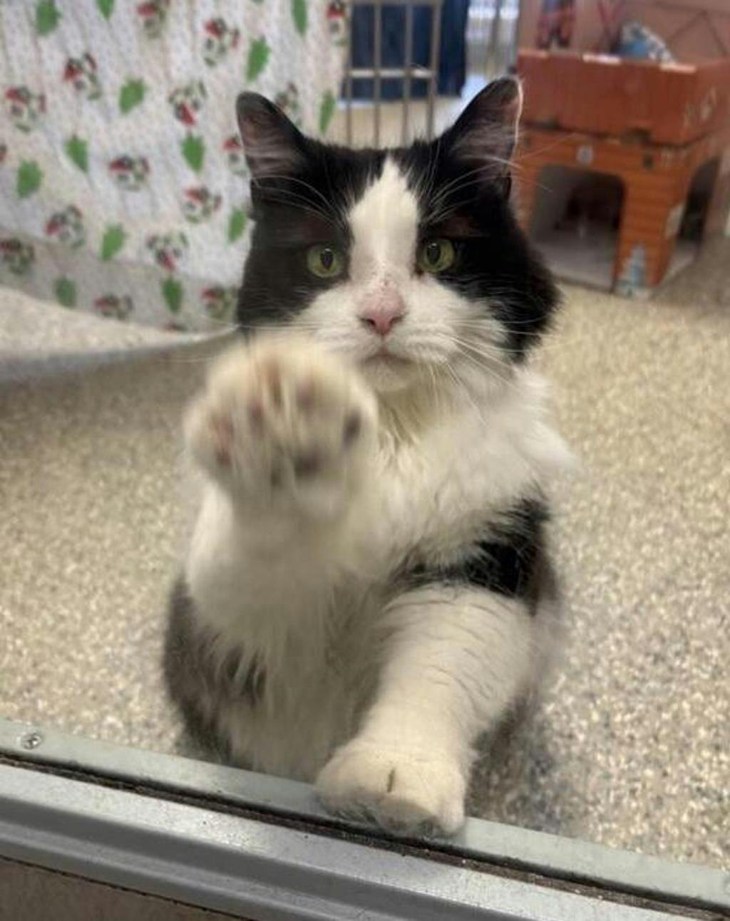 Bailey/cadbury Image