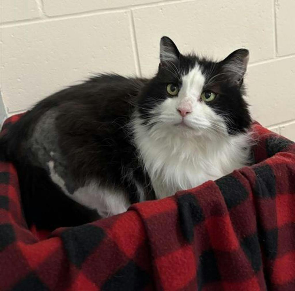 Bailey/cadbury Image