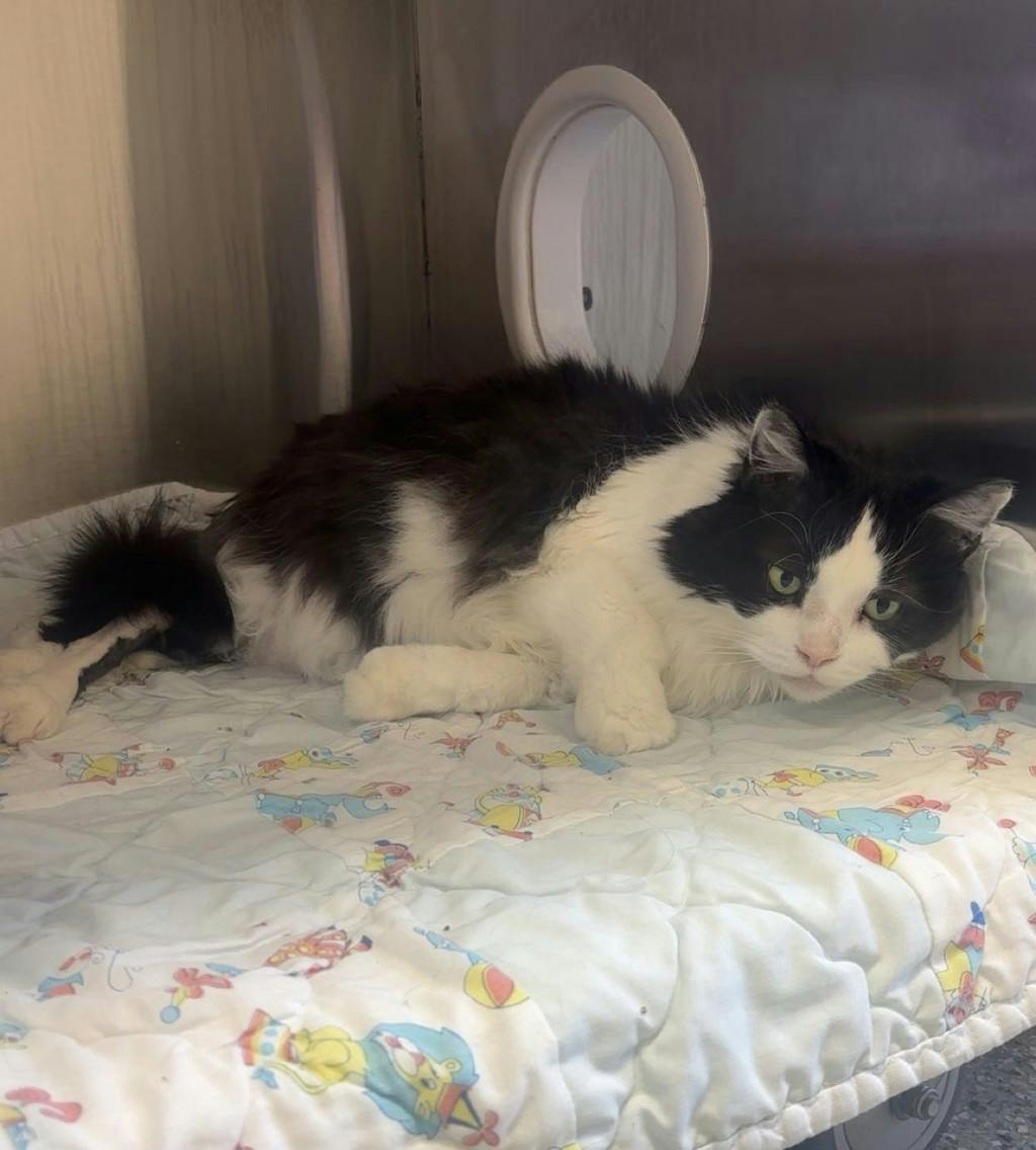 Bailey/cadbury Image