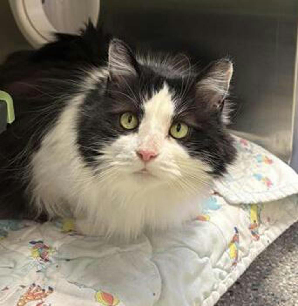 Bailey/cadbury Image