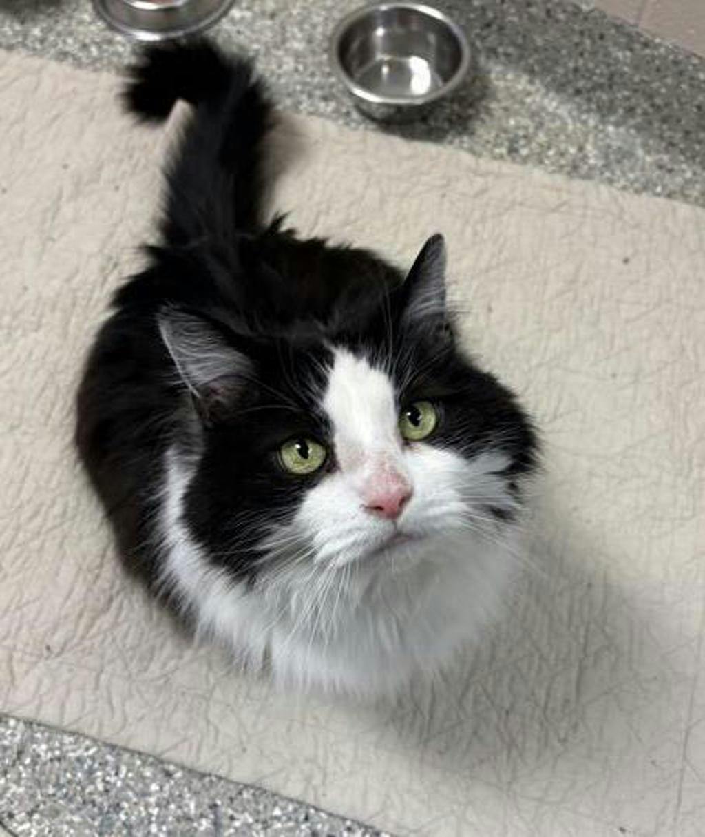 Bailey/cadbury Image