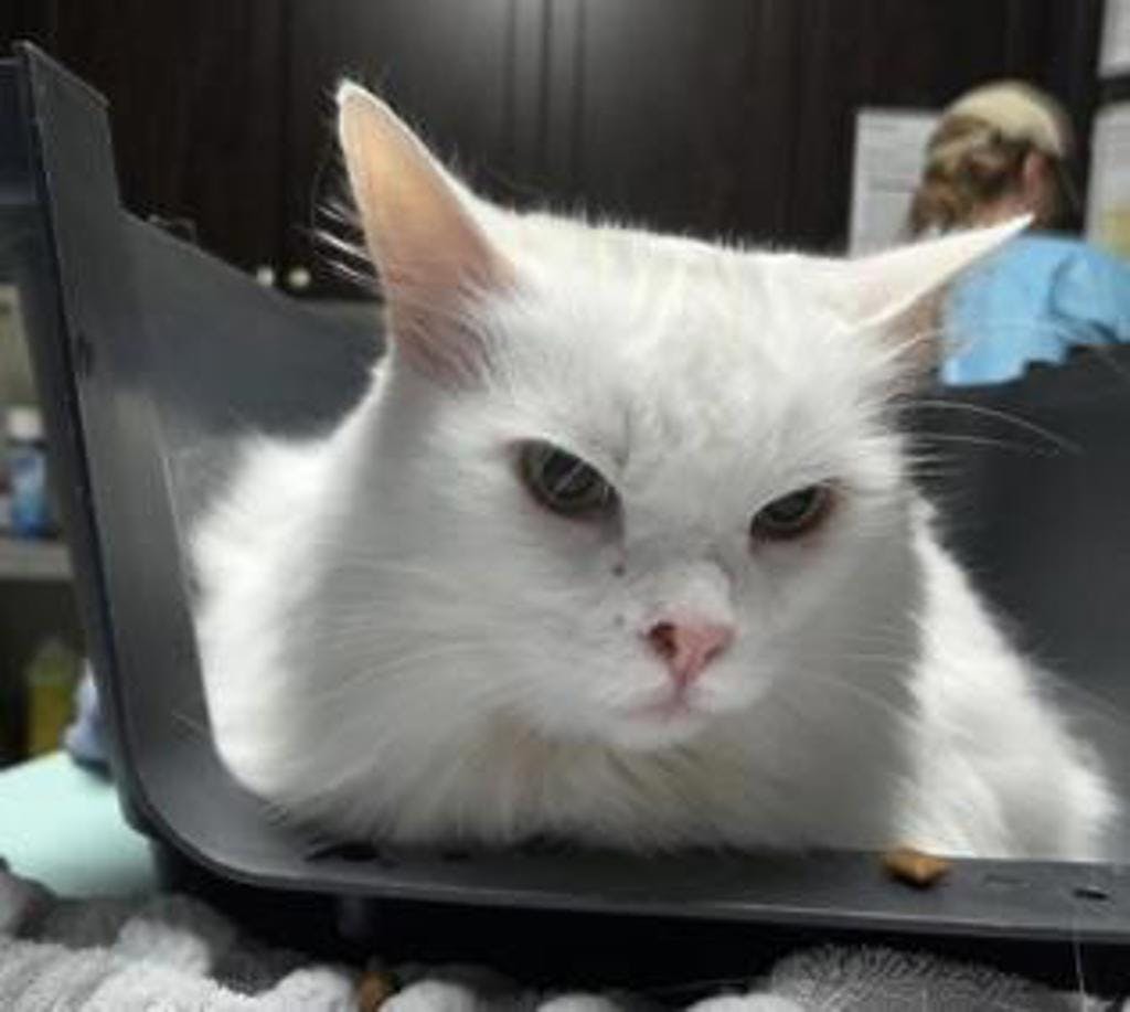 Pheobe Image