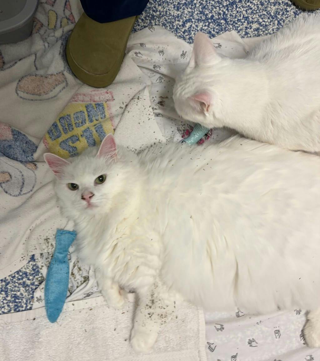 Pheobe Image