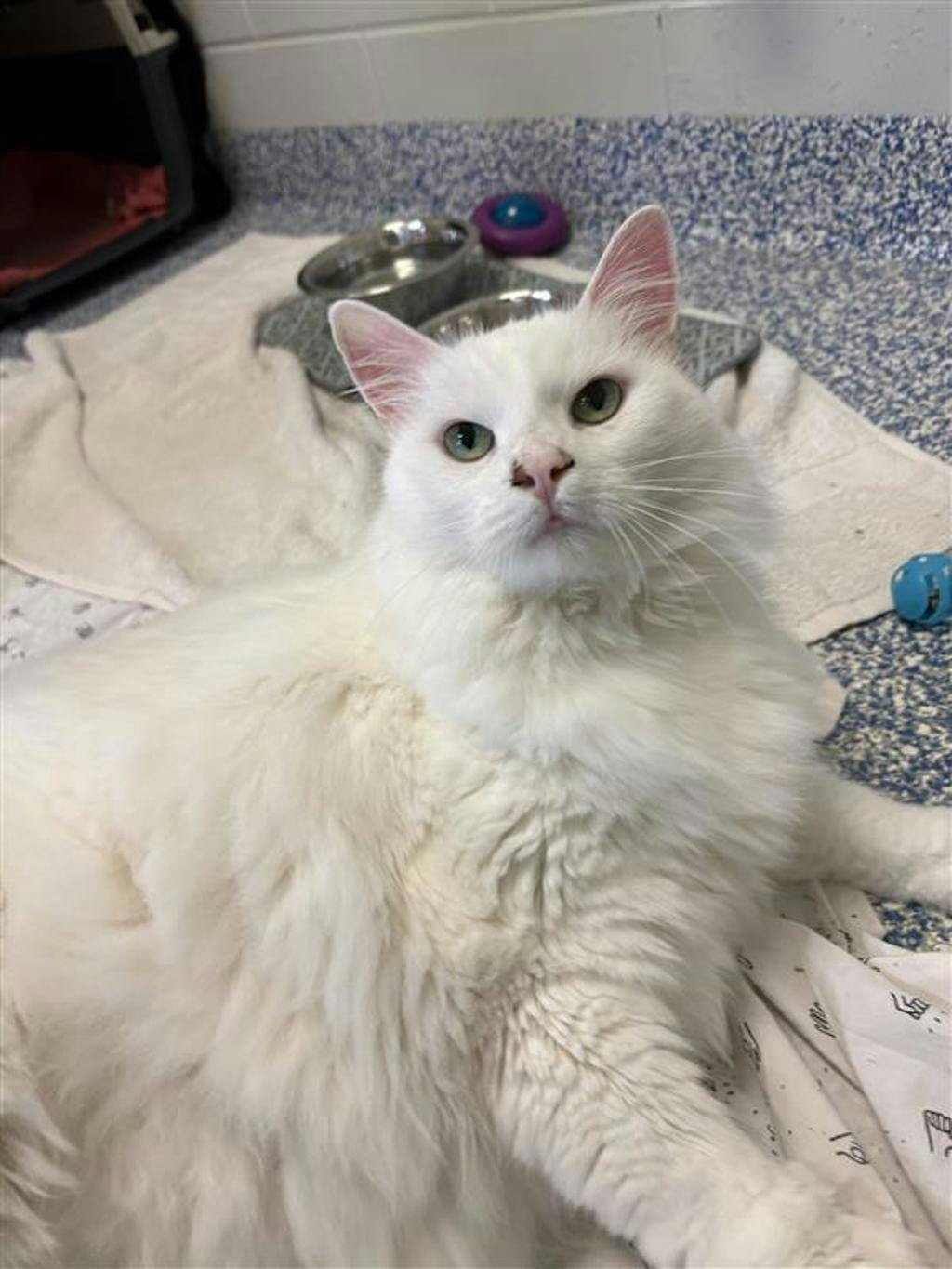 Pheobe Image