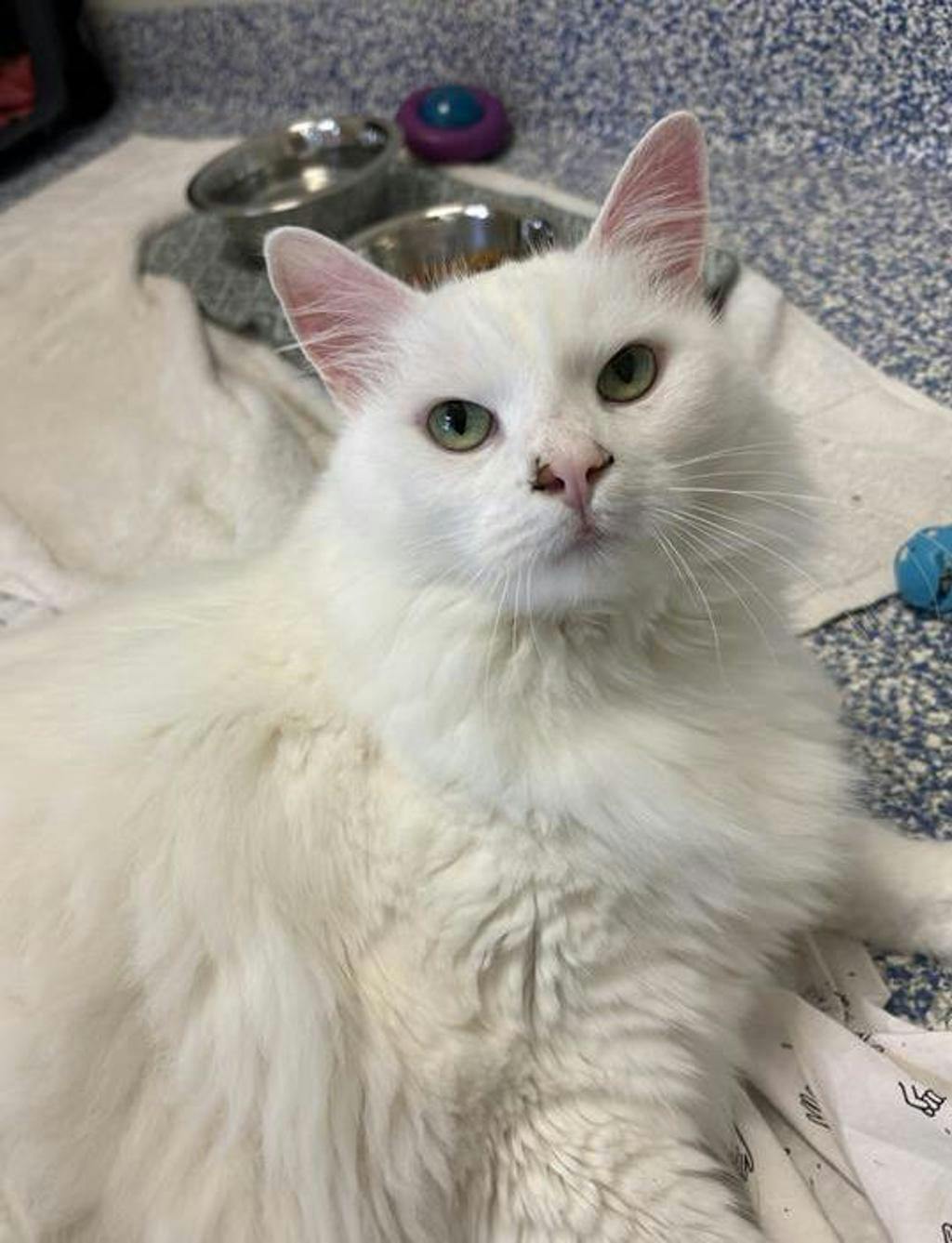 Pheobe Image