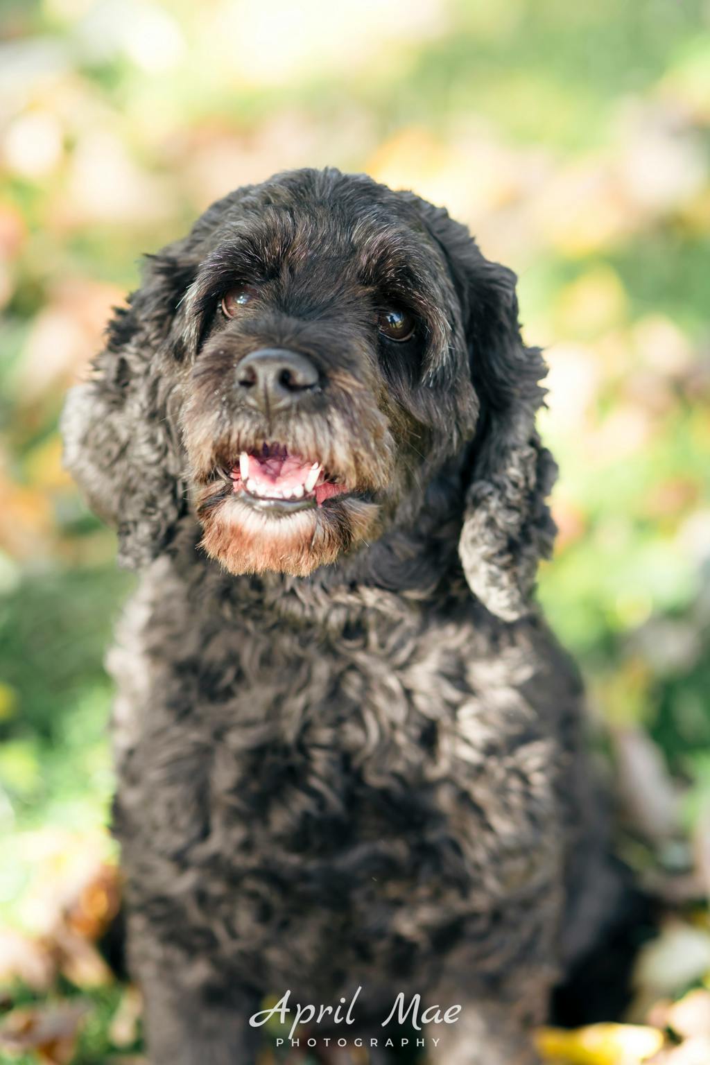 Mocha, a 8 years and 9 months old Black Female Spaniel Dog