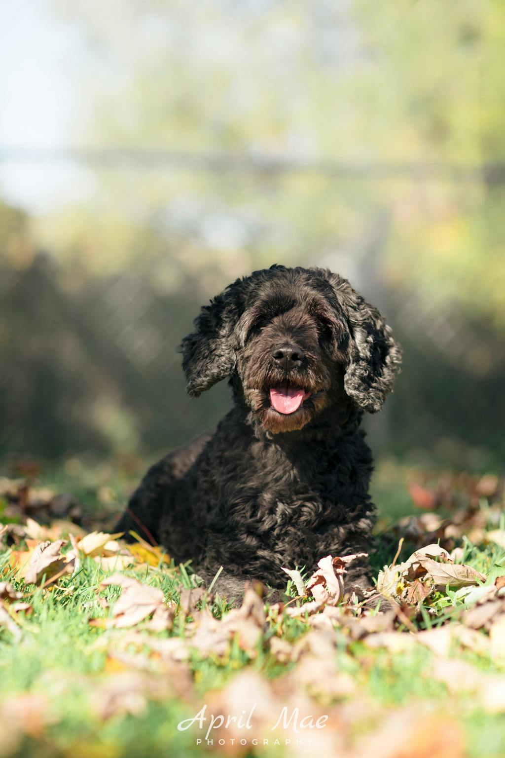 Mocha, a 8 years and 9 months old Black Female Spaniel Dog
