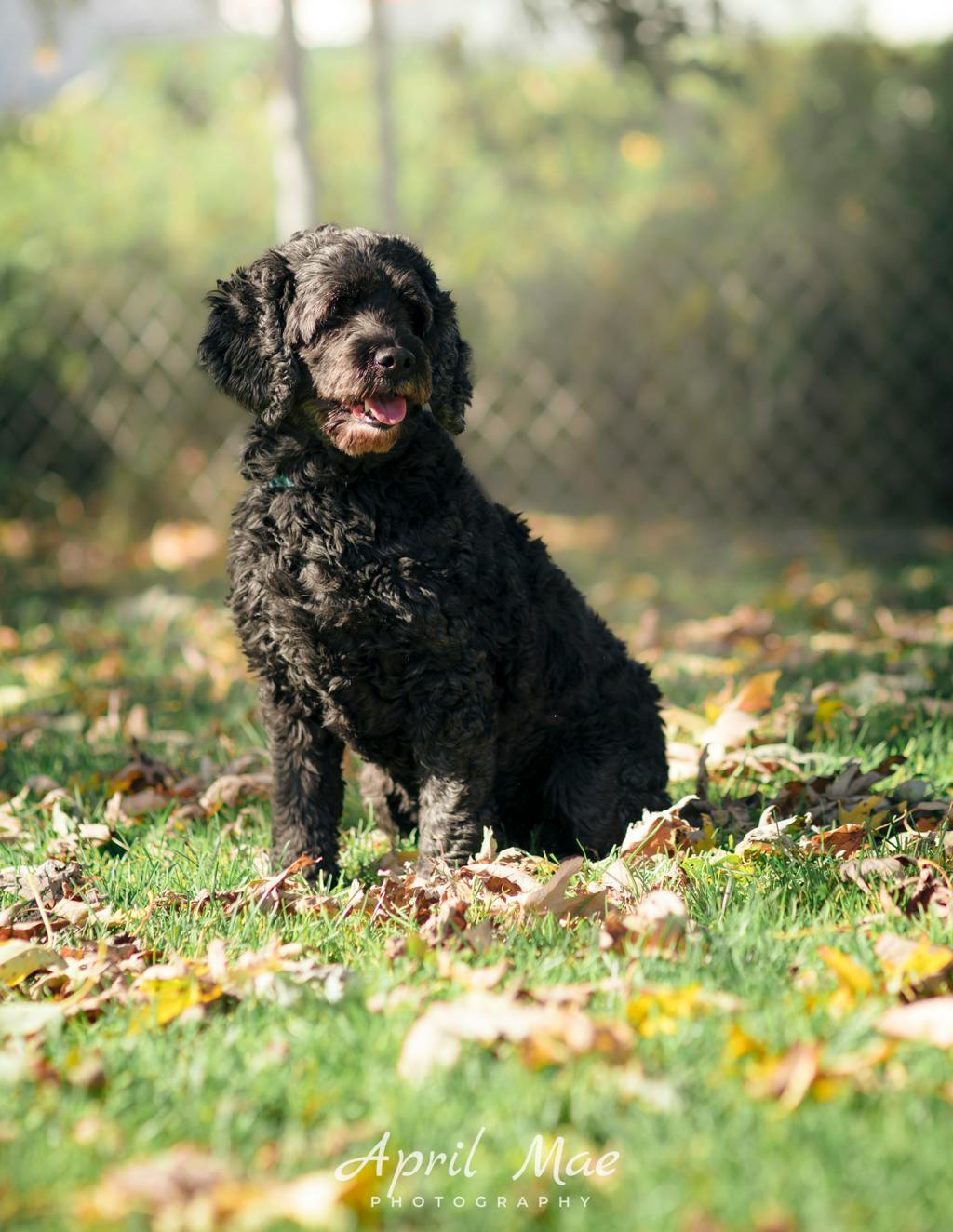 Mocha, a 8 years and 9 months old Black Female Spaniel Dog