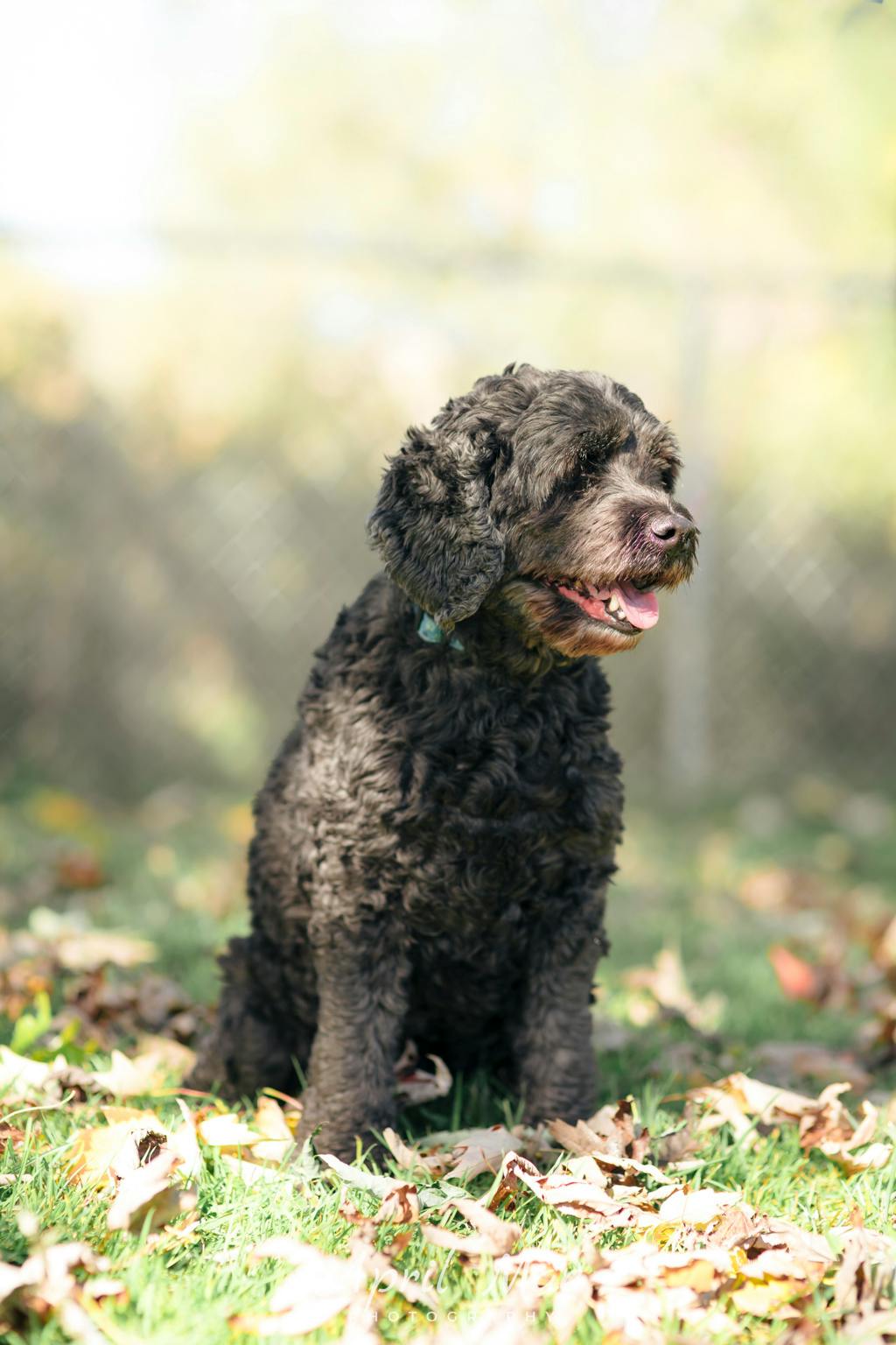 Mocha, a 8 years and 9 months old Black Female Spaniel Dog
