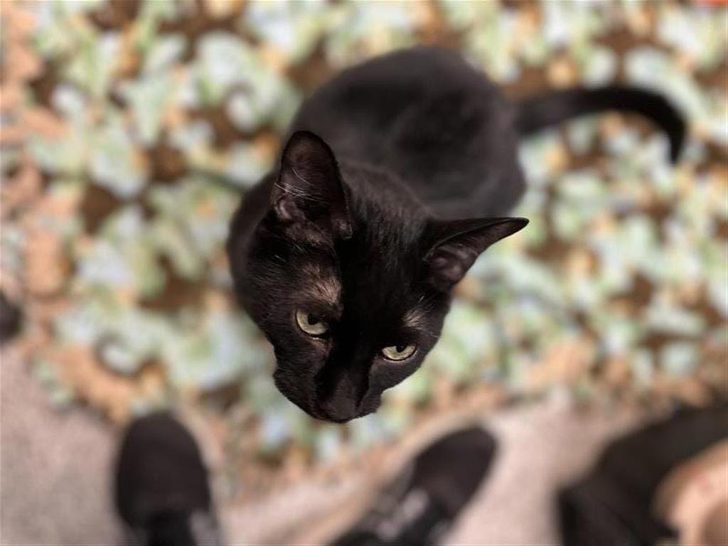 Oreo Image