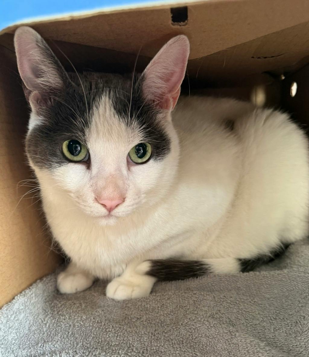 Charles (PetSmart Innes), a 7 years and 3 months old White Male Domestic Short Hair Cat
