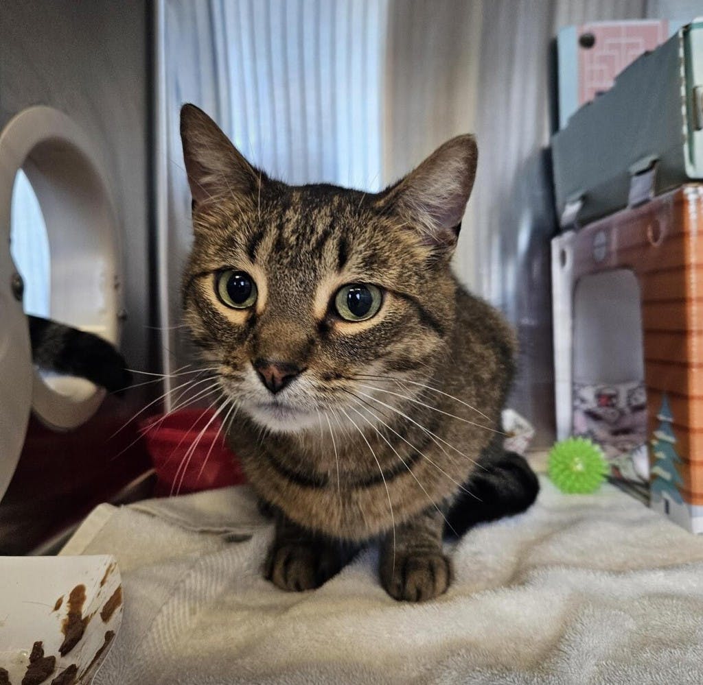 Cloudy, a 6 years and 11 months old Brown Tabby Male Domestic Short Hair Cat