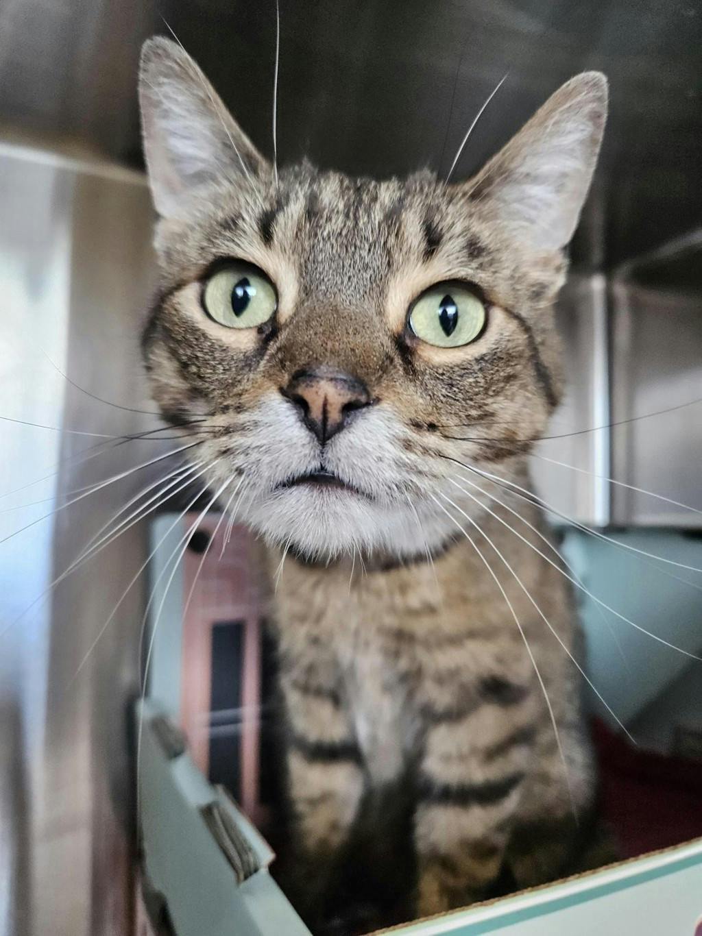 Cloudy, a 6 years and 11 months old Brown Tabby Male Domestic Short Hair Cat
