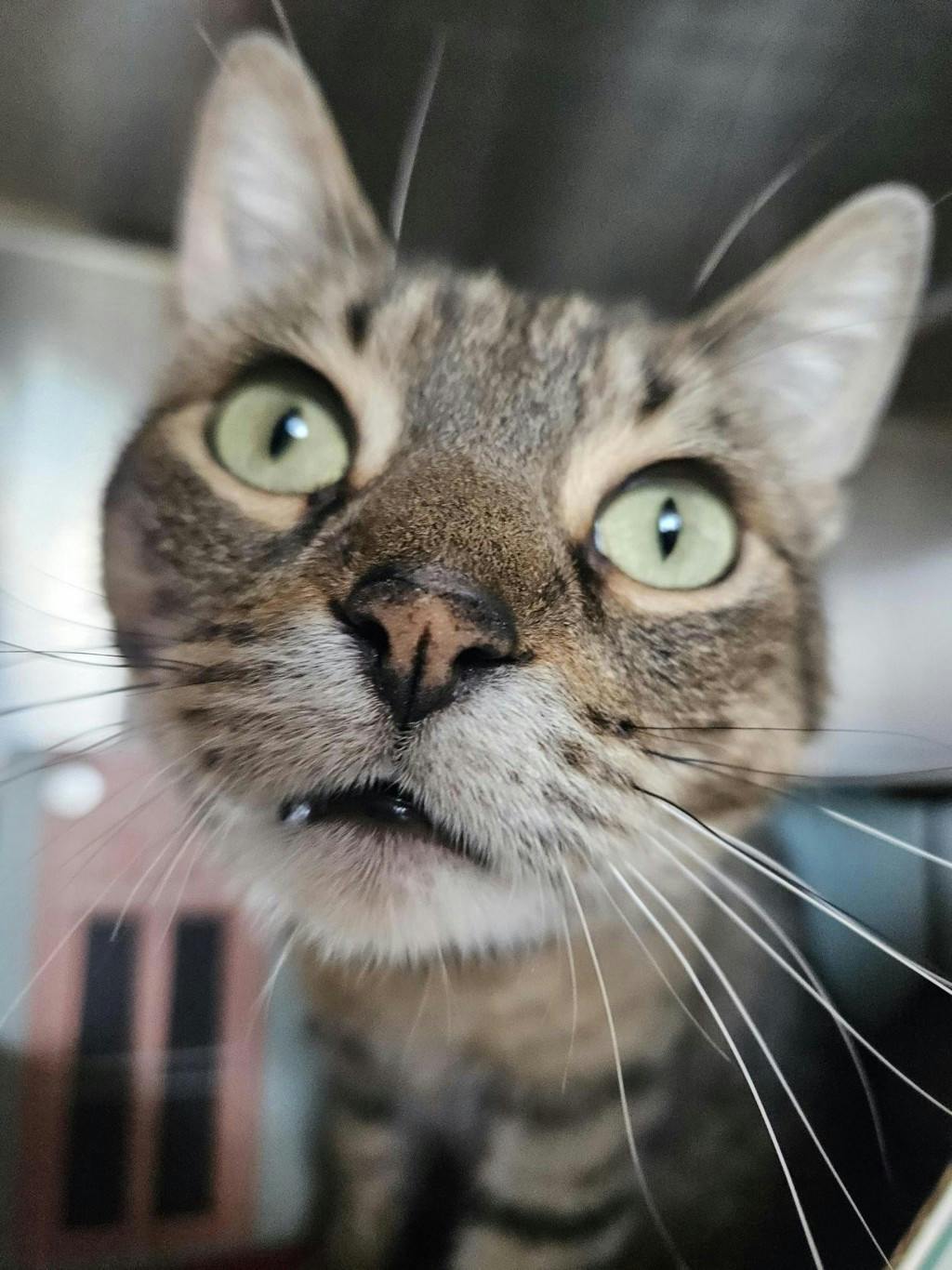 Cloudy, a 6 years and 11 months old Brown Tabby Male Domestic Short Hair Cat