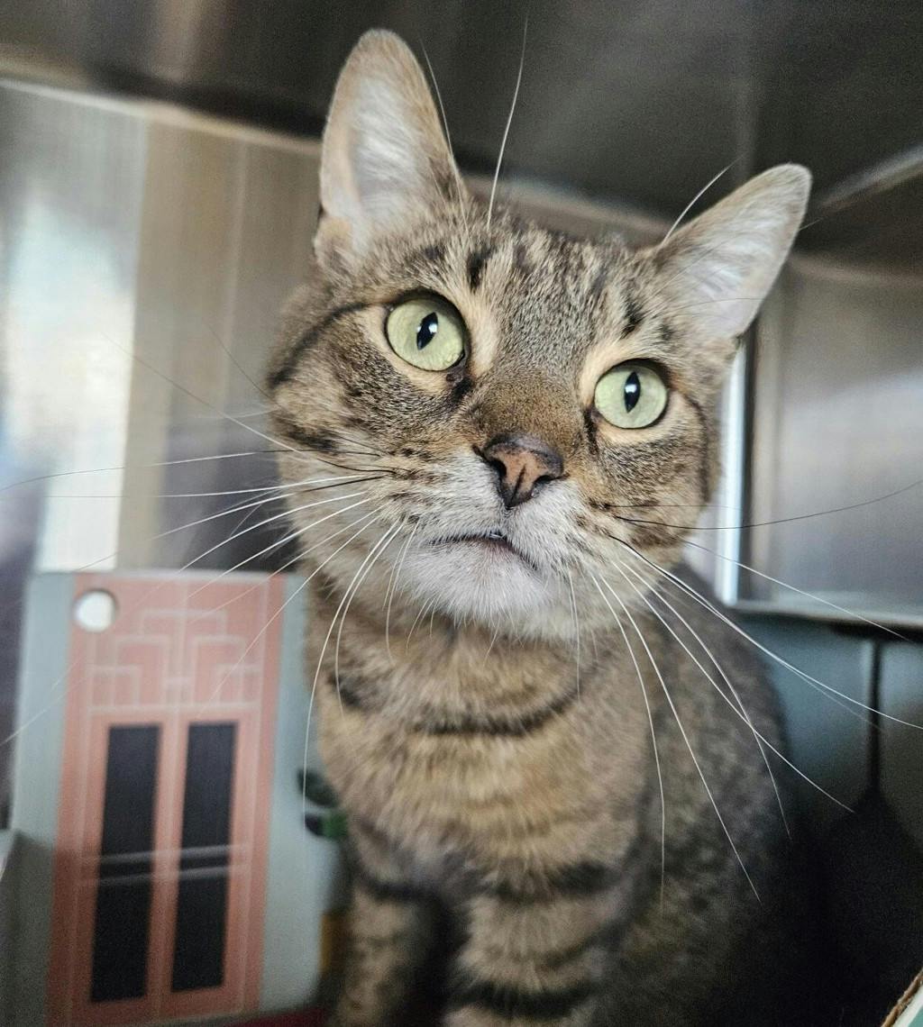 Cloudy, a 6 years and 11 months old Brown Tabby Male Domestic Short Hair Cat
