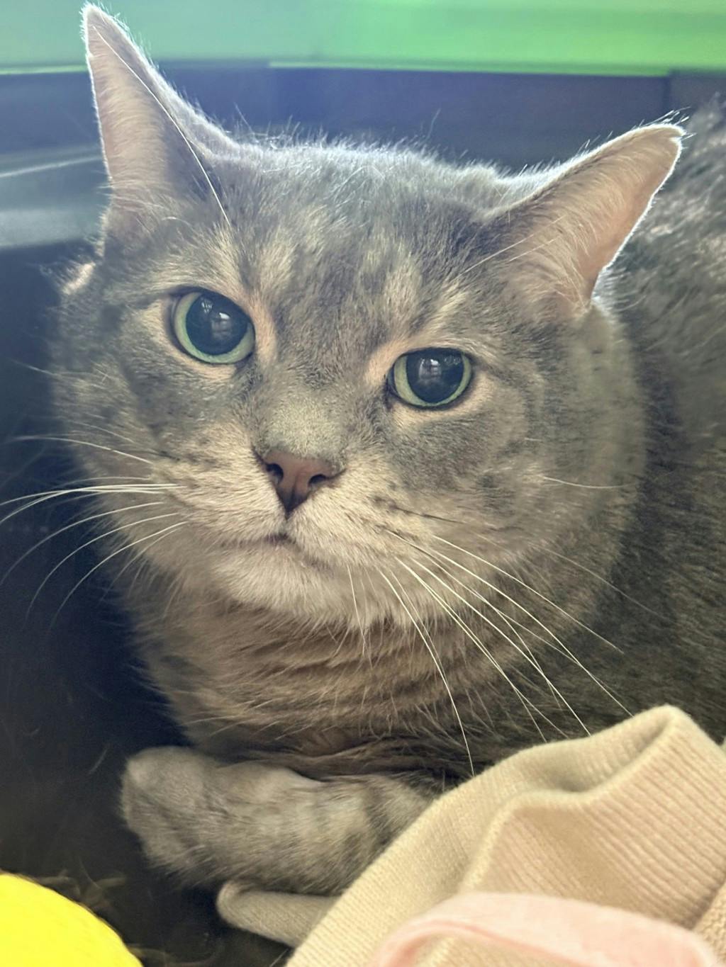 Rufus Image