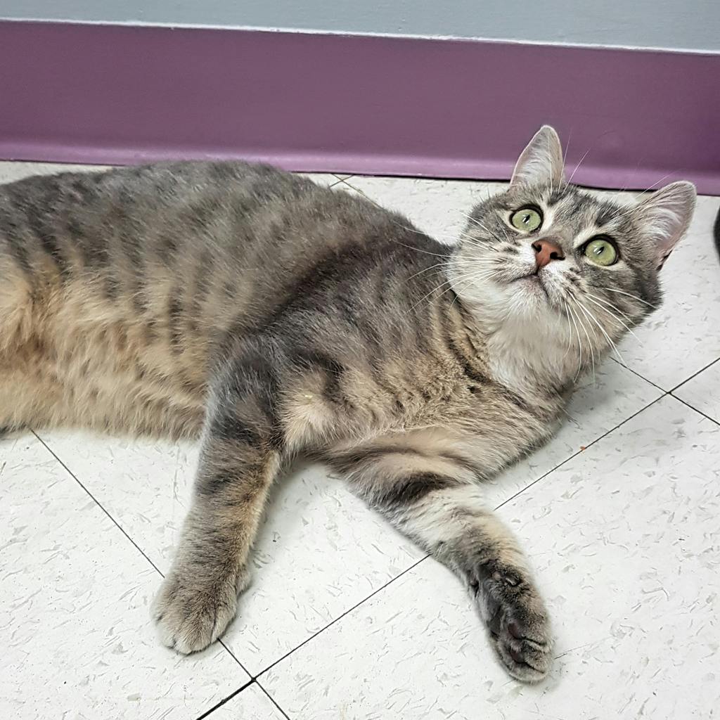 Juniper (PetSmart Cornwall), a 6 years and 10 months old Grey Tabby Female Domestic Short Hair Cat