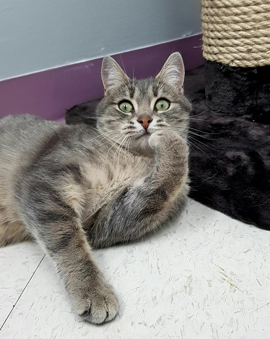 Juniper (PetSmart Cornwall), a 6 years and 10 months old Grey Tabby Female Domestic Short Hair Cat