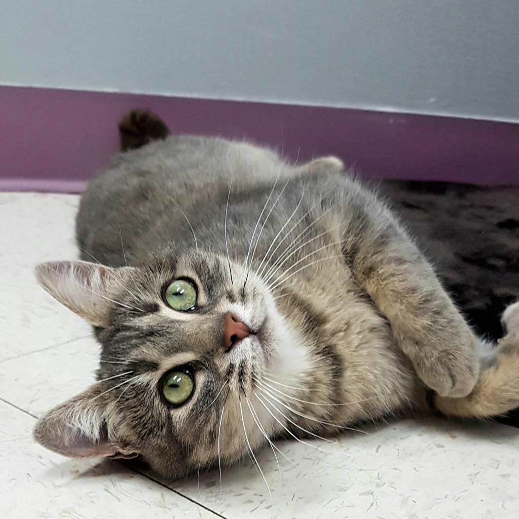 Juniper (PetSmart Cornwall), a 6 years and 10 months old Grey Tabby Female Domestic Short Hair Cat