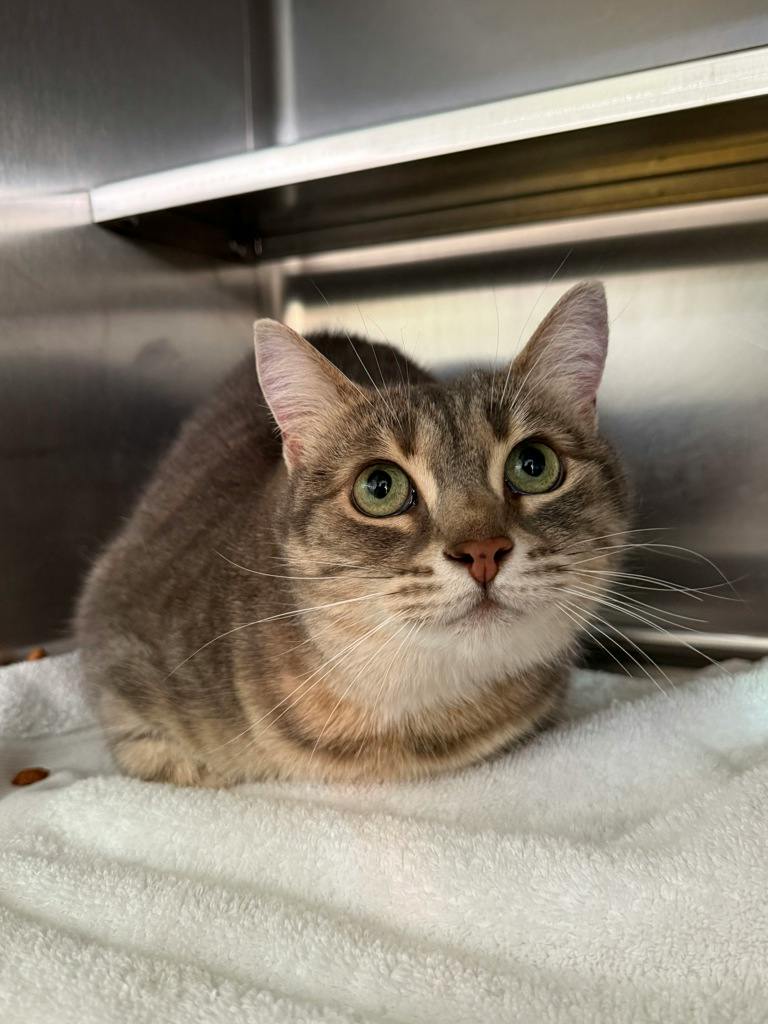 Juniper (PetSmart Cornwall), a 6 years and 10 months old Grey Tabby Female Domestic Short Hair Cat