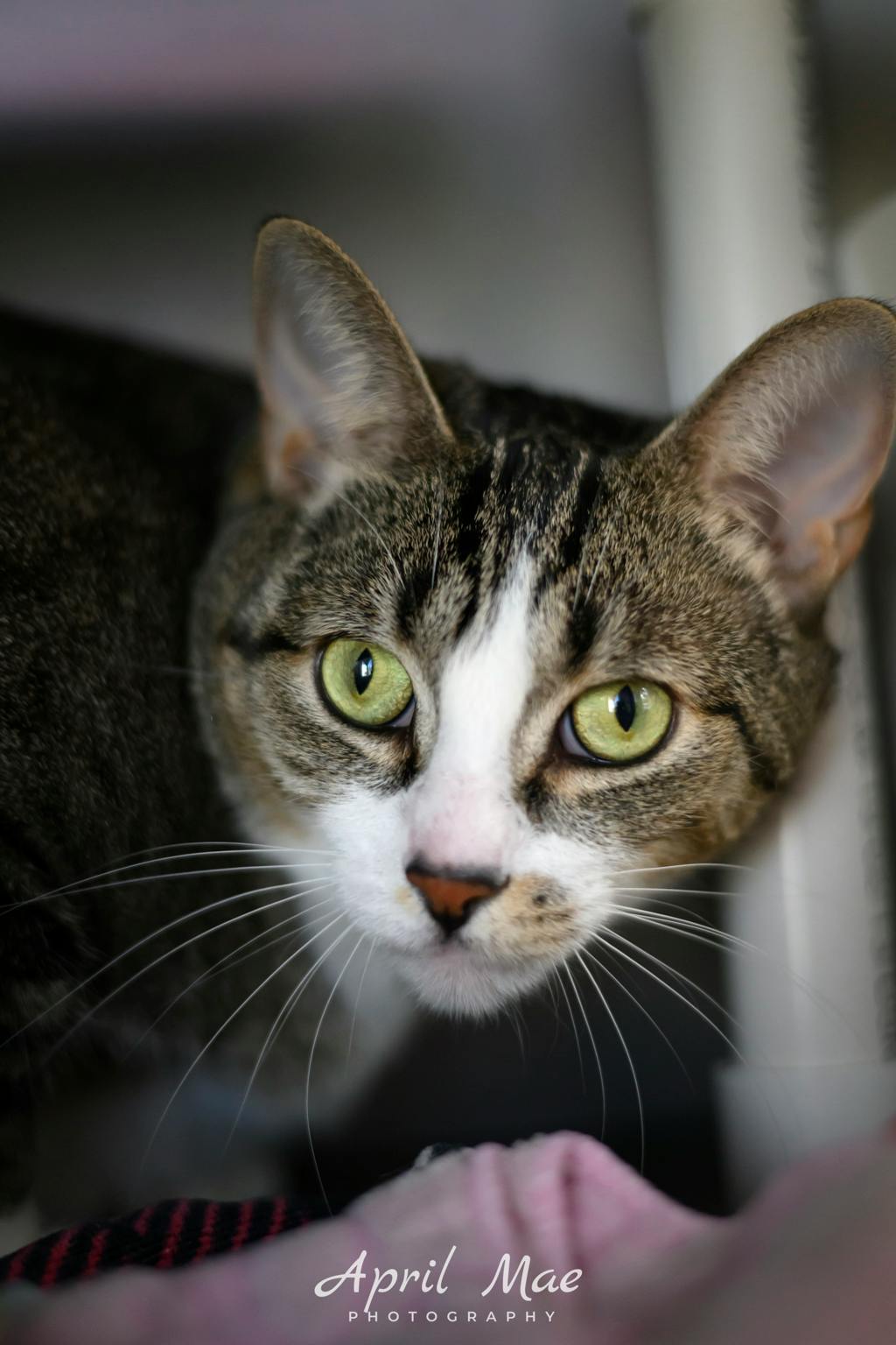 Gucci, a 4 years and 5 months old Brown Tabby Male Domestic Short Hair Cat