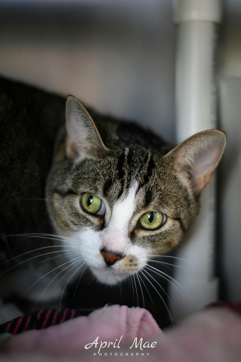 Gucci, a 4 years and 5 months old Brown Tabby Male Domestic Short Hair Cat