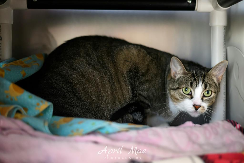 Gucci, a 4 years and 5 months old Brown Tabby Male Domestic Short Hair Cat