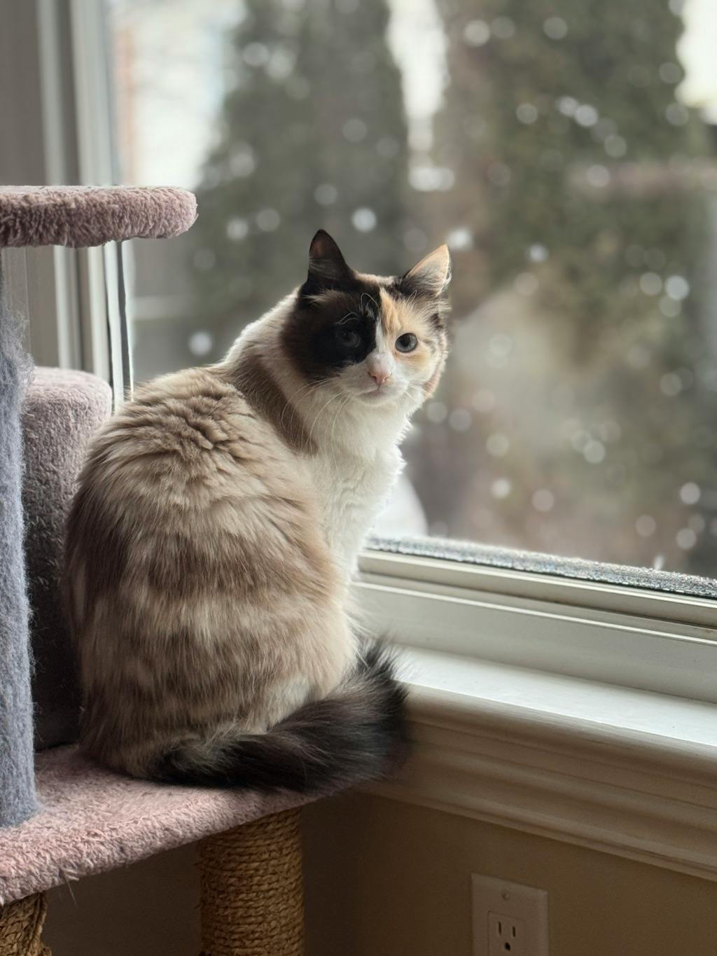 Trixie, a 4 years old White Female Domestic Longhair Cat