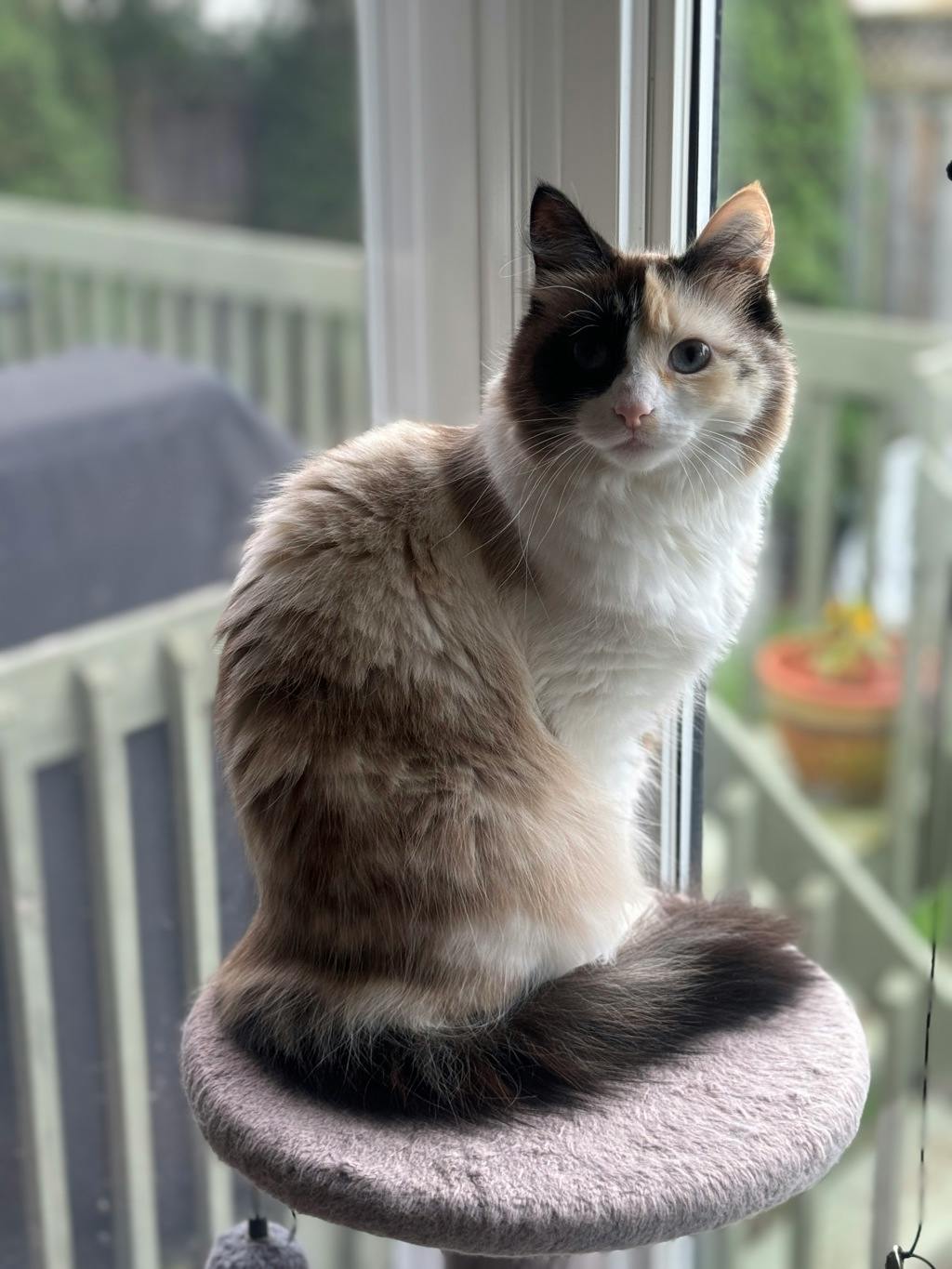 Trixie, a 4 years old White Female Domestic Longhair Cat