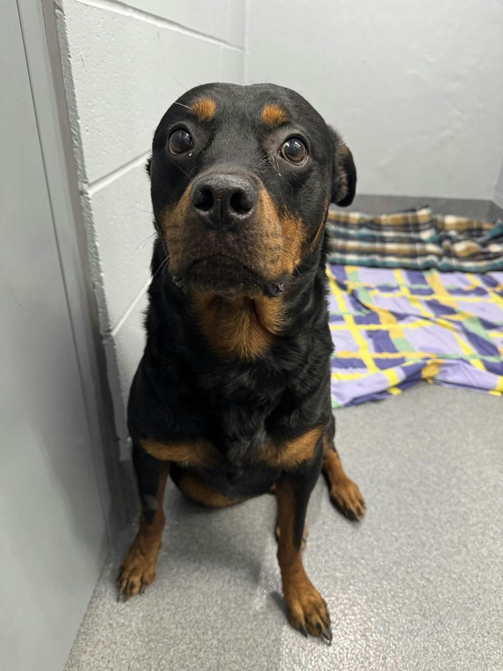 Rottweiler