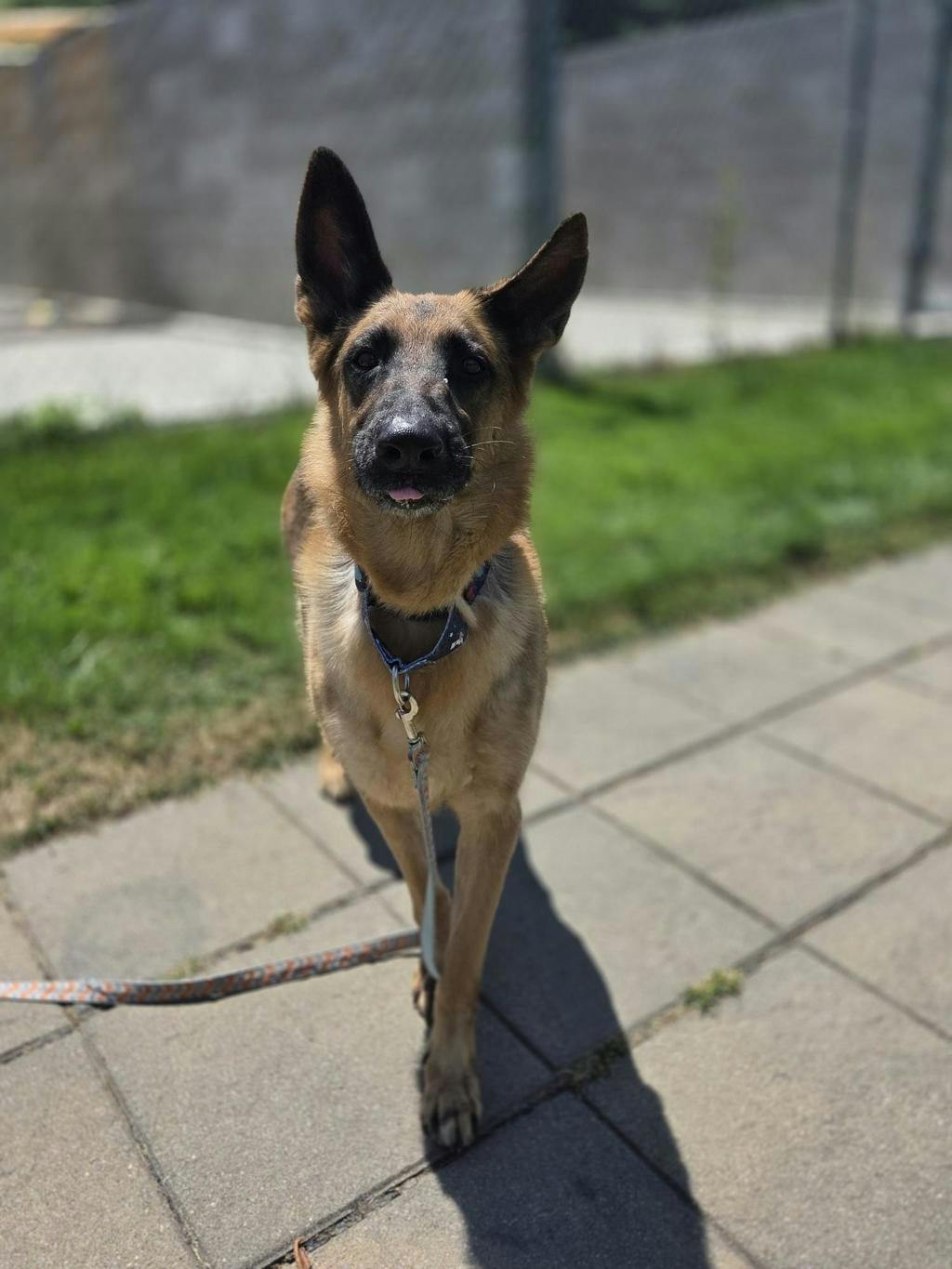 German Shepherd