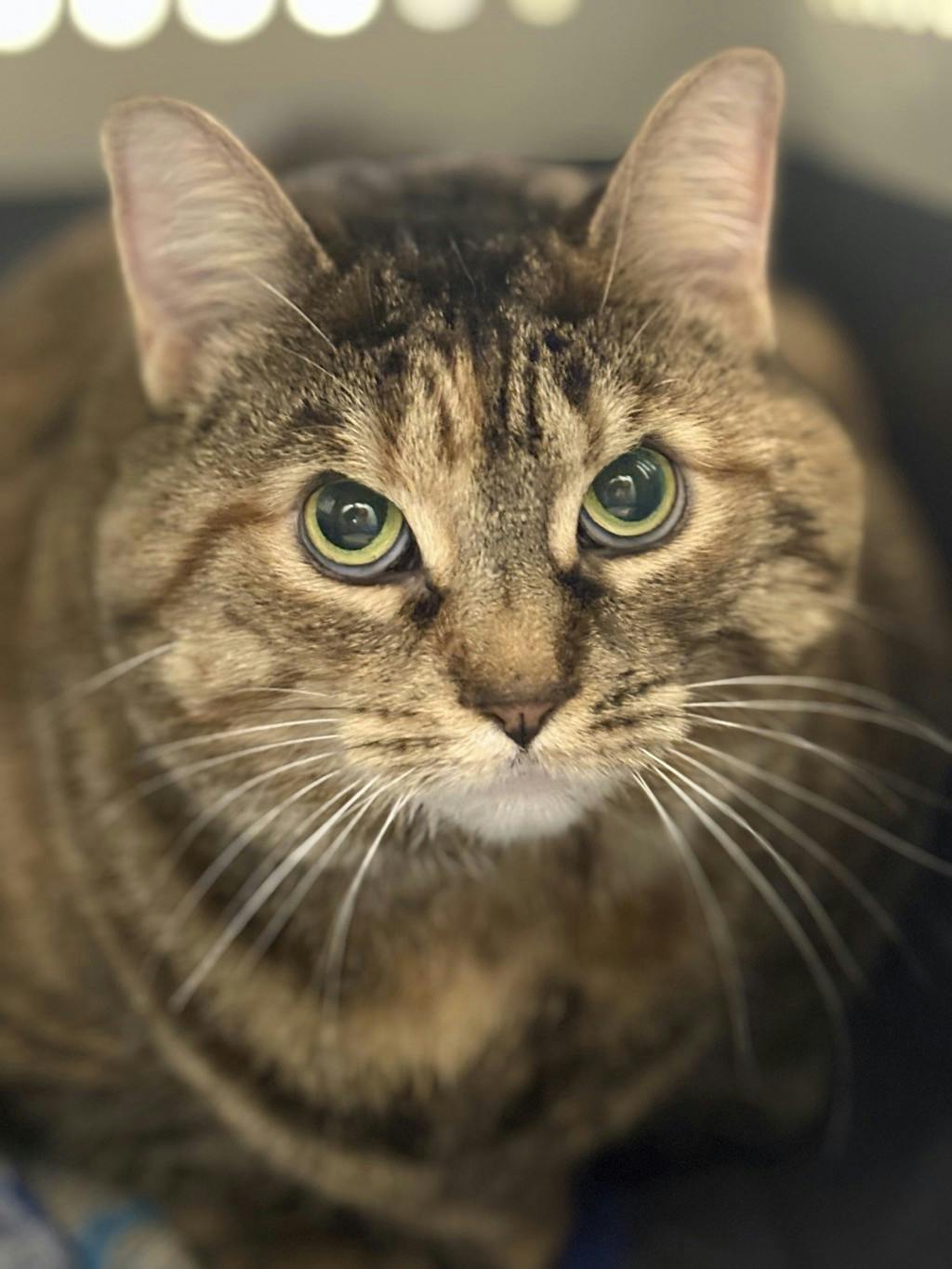 Lady, a 3 years and 11 months old Torbie Female Domestic Short Hair Cat