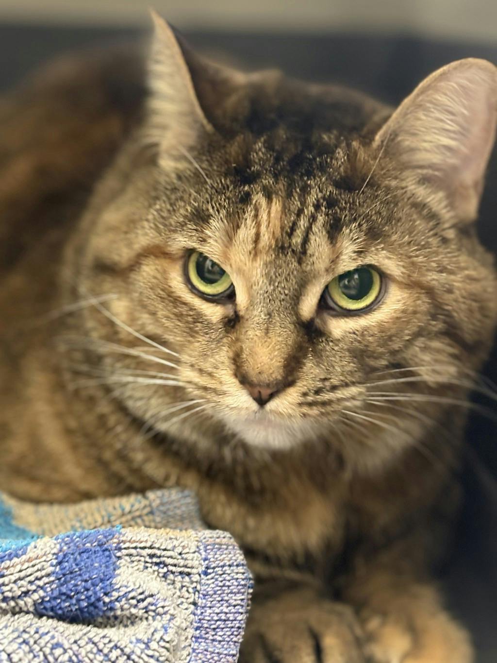 Lady, a 3 years and 11 months old Torbie Female Domestic Short Hair Cat