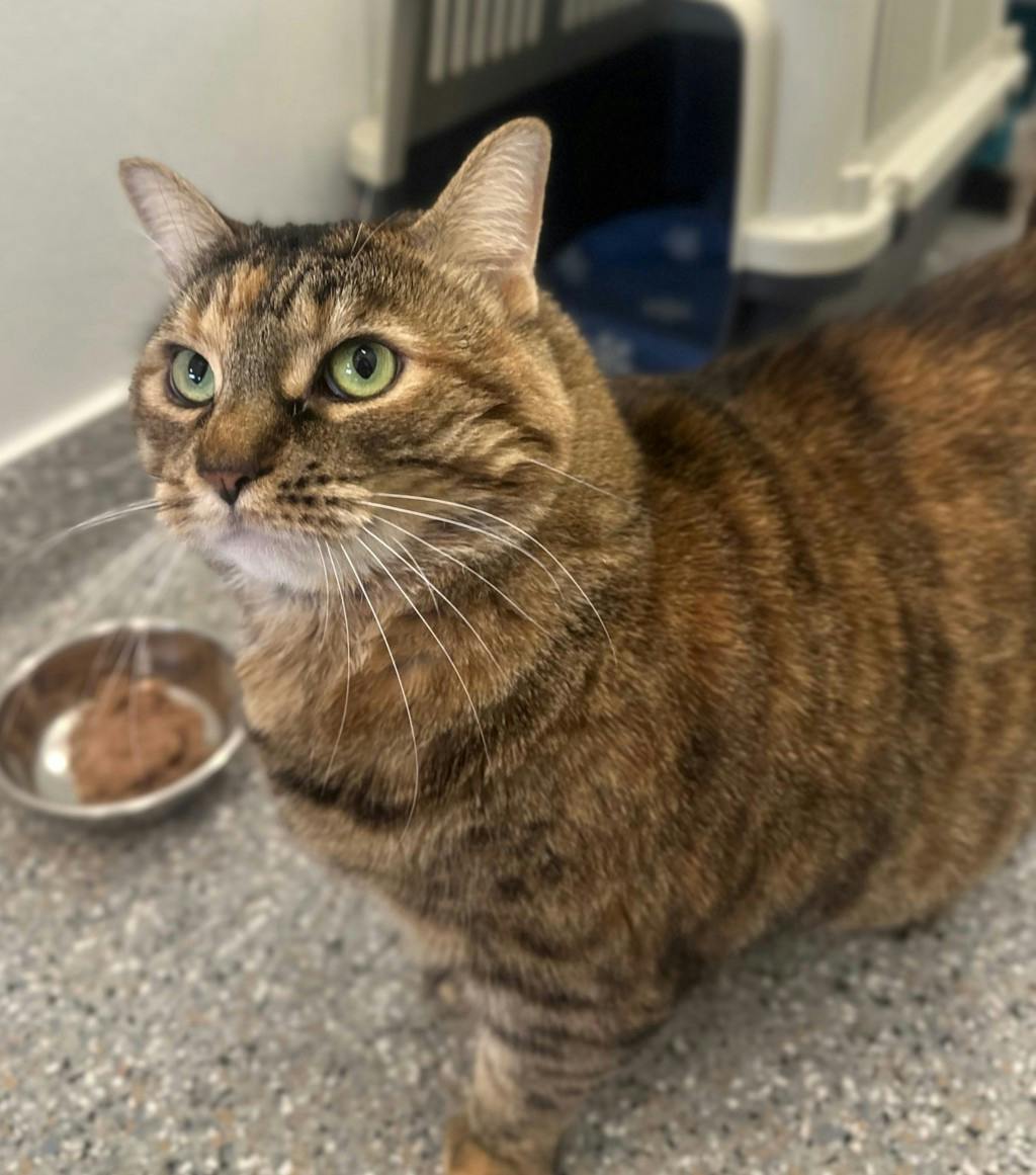Lady, a 3 years and 11 months old Torbie Female Domestic Short Hair Cat