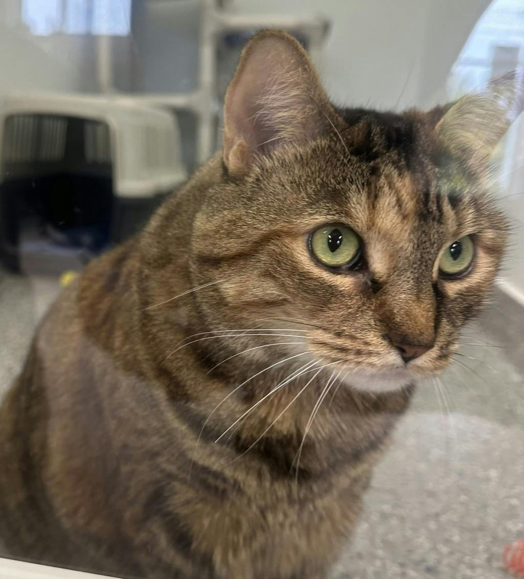 Lady, a 3 years and 11 months old Torbie Female Domestic Short Hair Cat