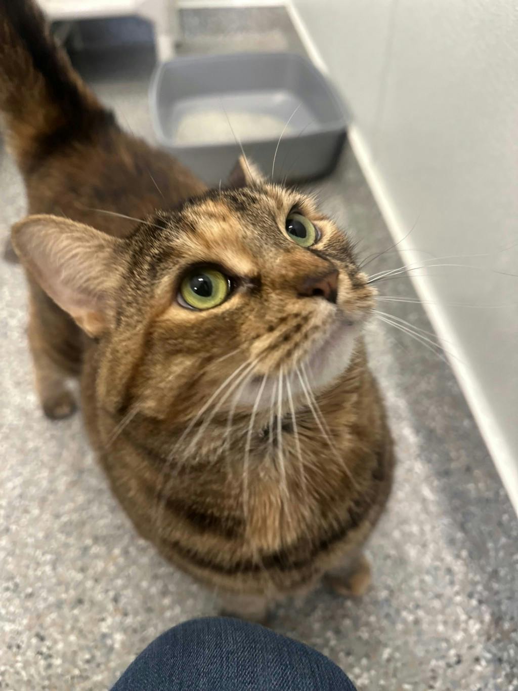 Lady, a 3 years and 11 months old Torbie Female Domestic Short Hair Cat