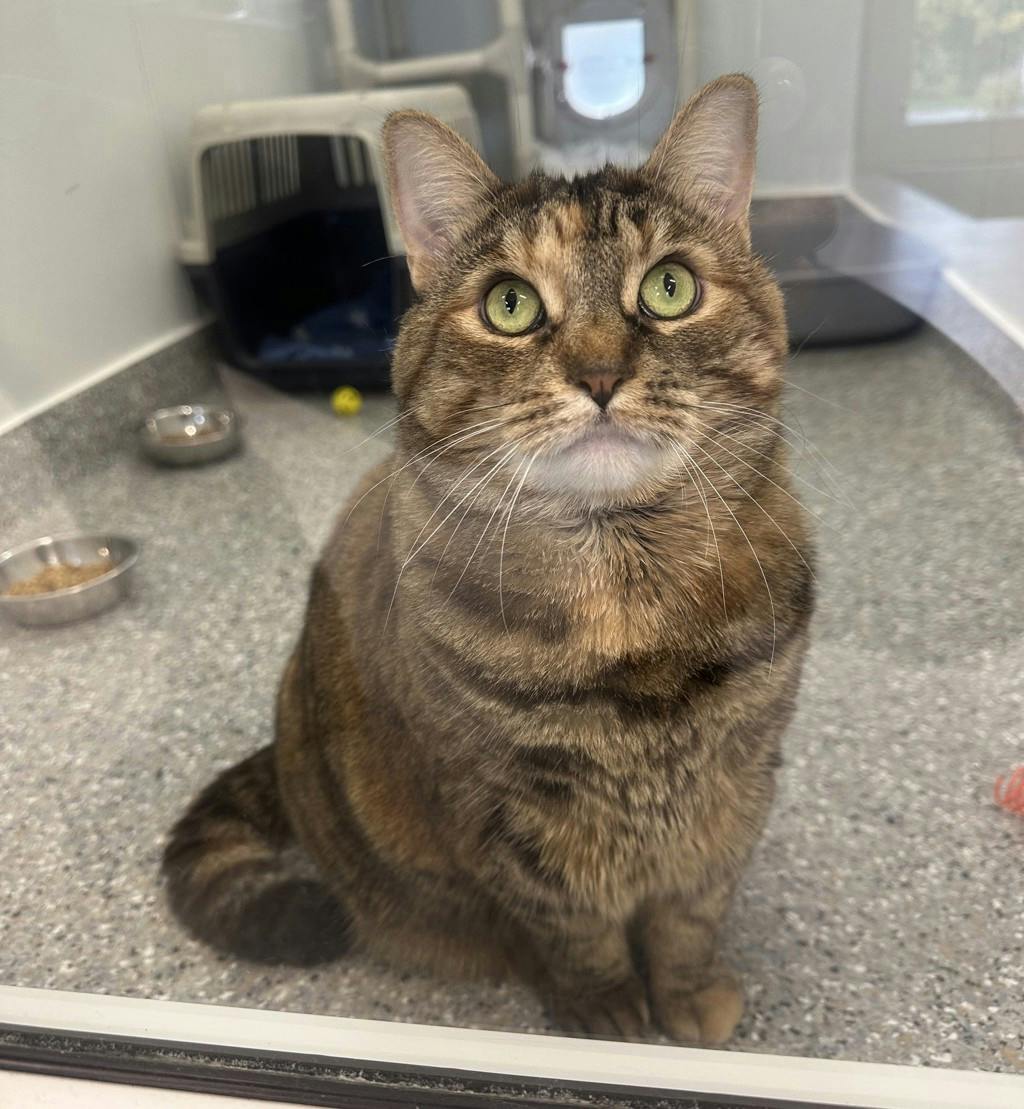 Lady, a 3 years and 11 months old Torbie Female Domestic Short Hair Cat