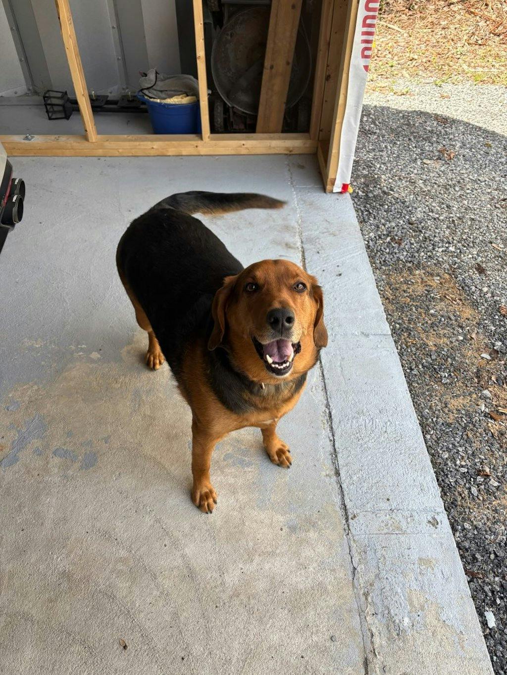 Bear