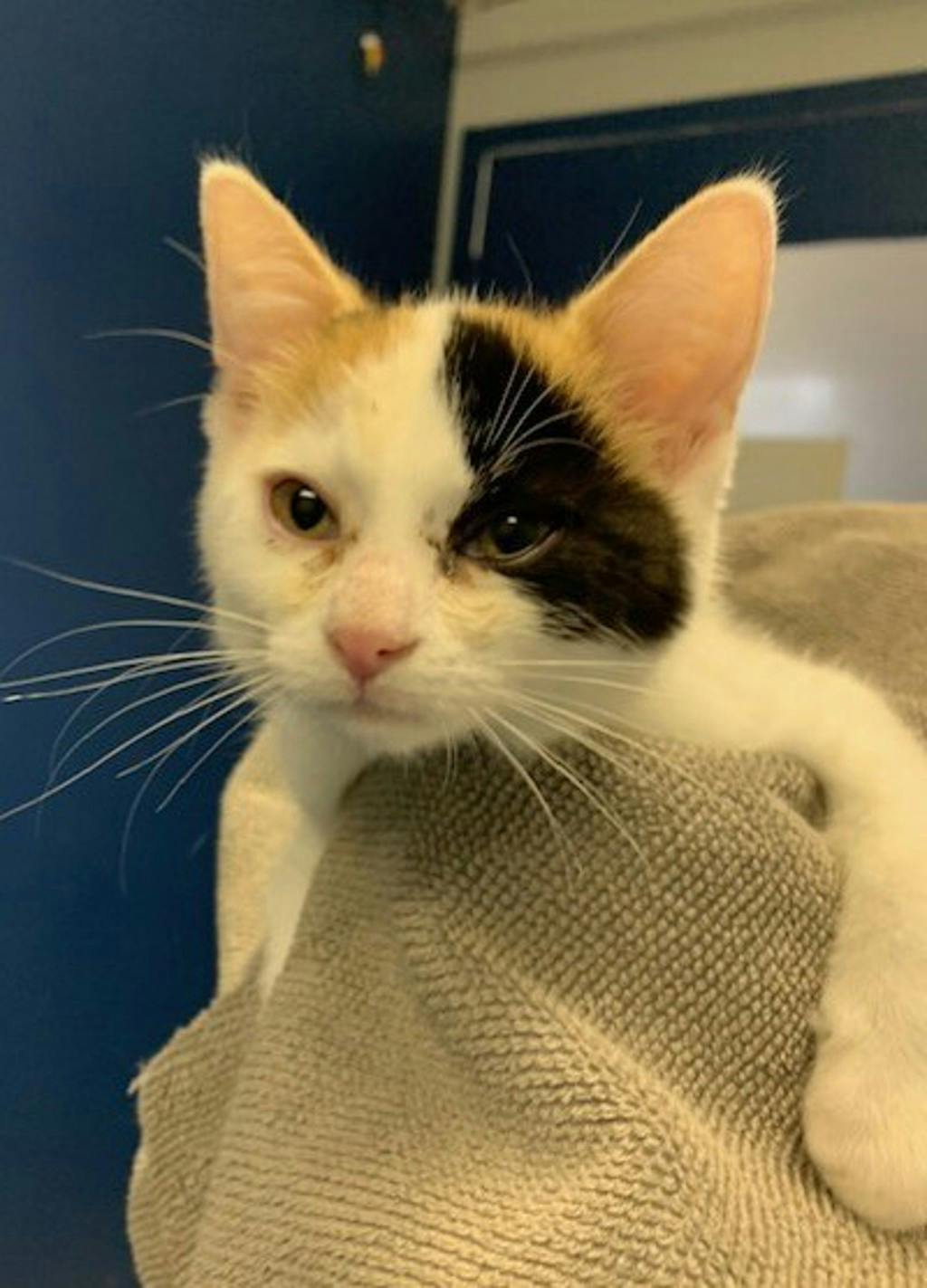 Darcy  (PetSmart Innes) Image