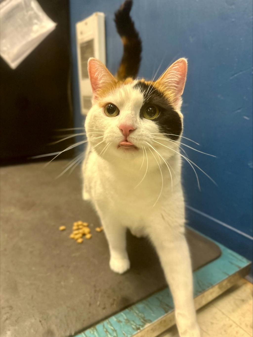 Darcy  (PetSmart Innes) Image