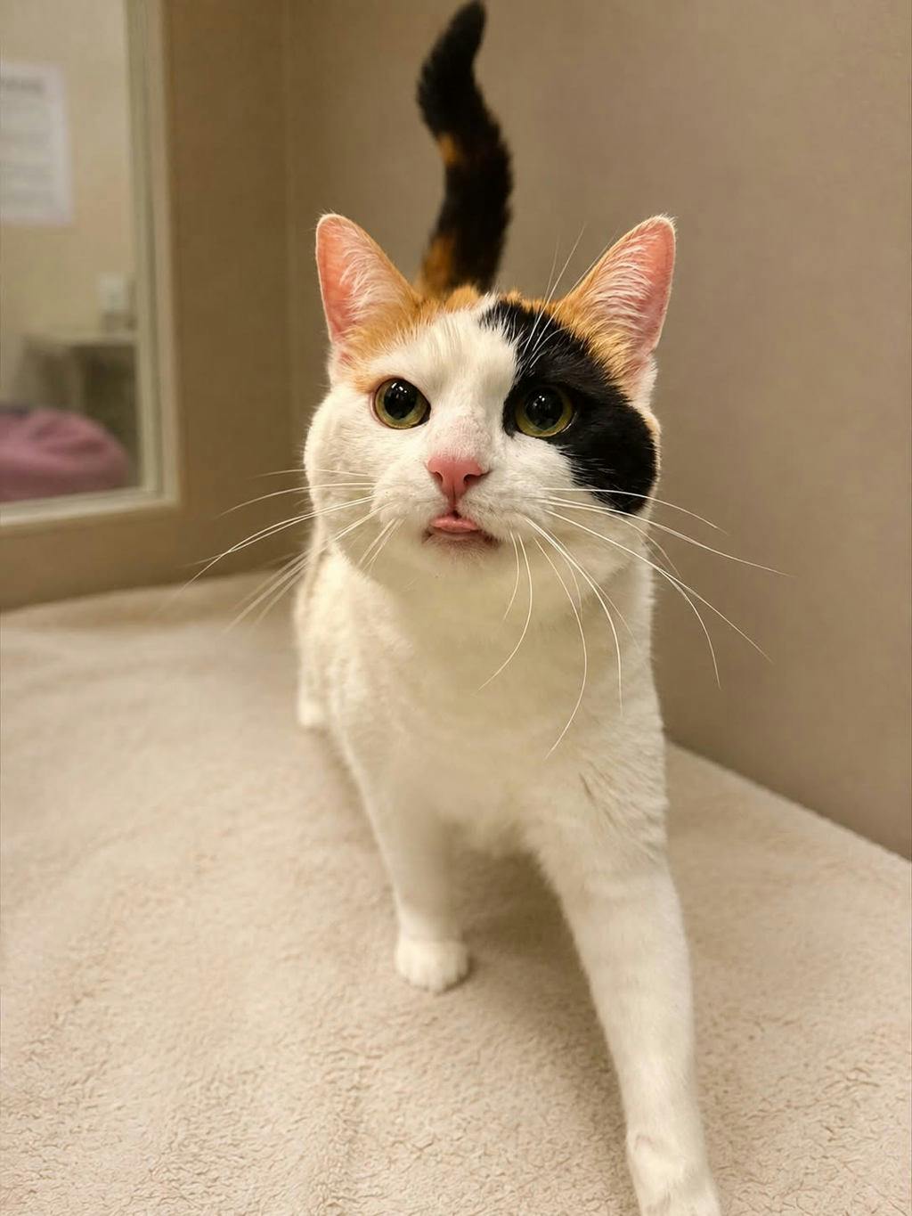Darcy  (PetSmart Innes) Image