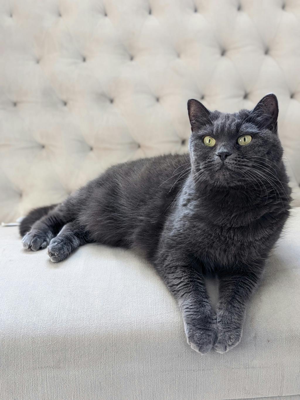 Babette Image
