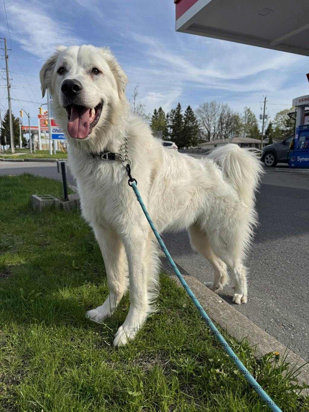 Great Pyrenees