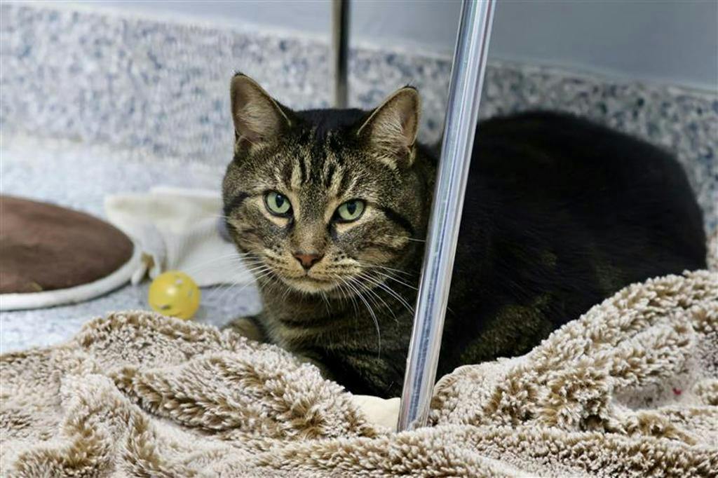 Saaya, a 7 years and 5 months old Brown Tabby Male Domestic Short Hair Cat