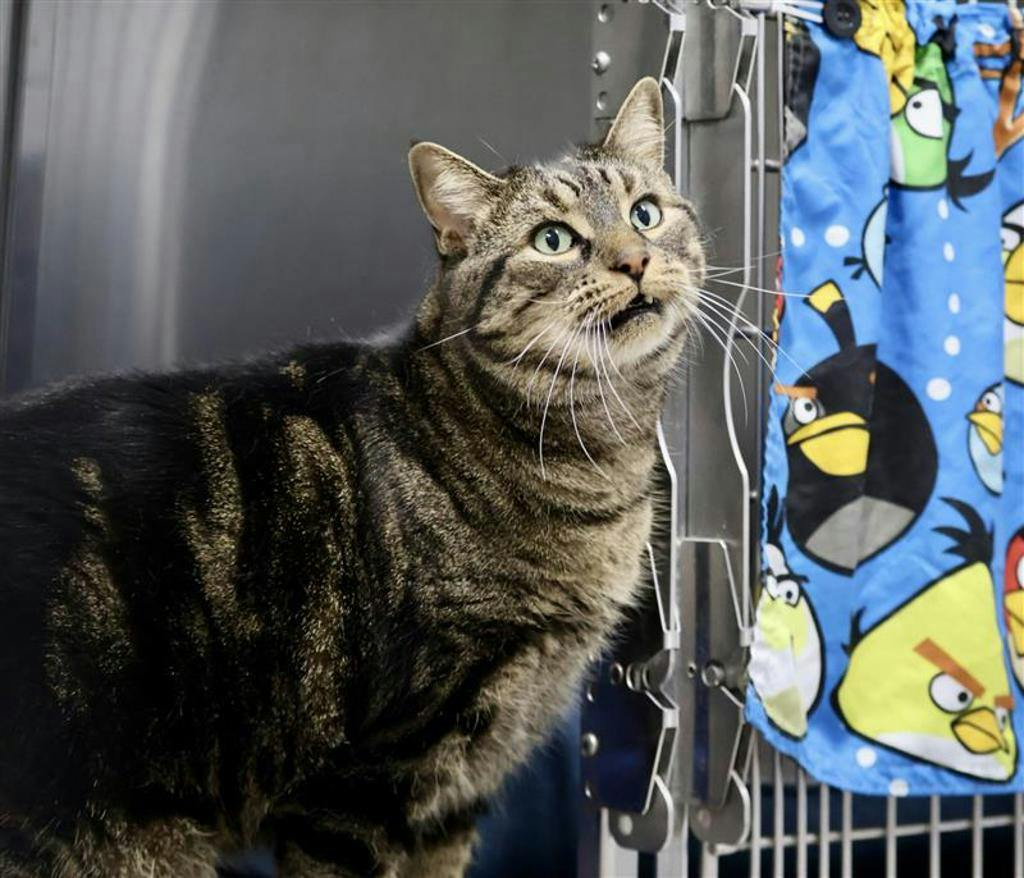 Saaya, a 7 years and 5 months old Brown Tabby Male Domestic Short Hair Cat
