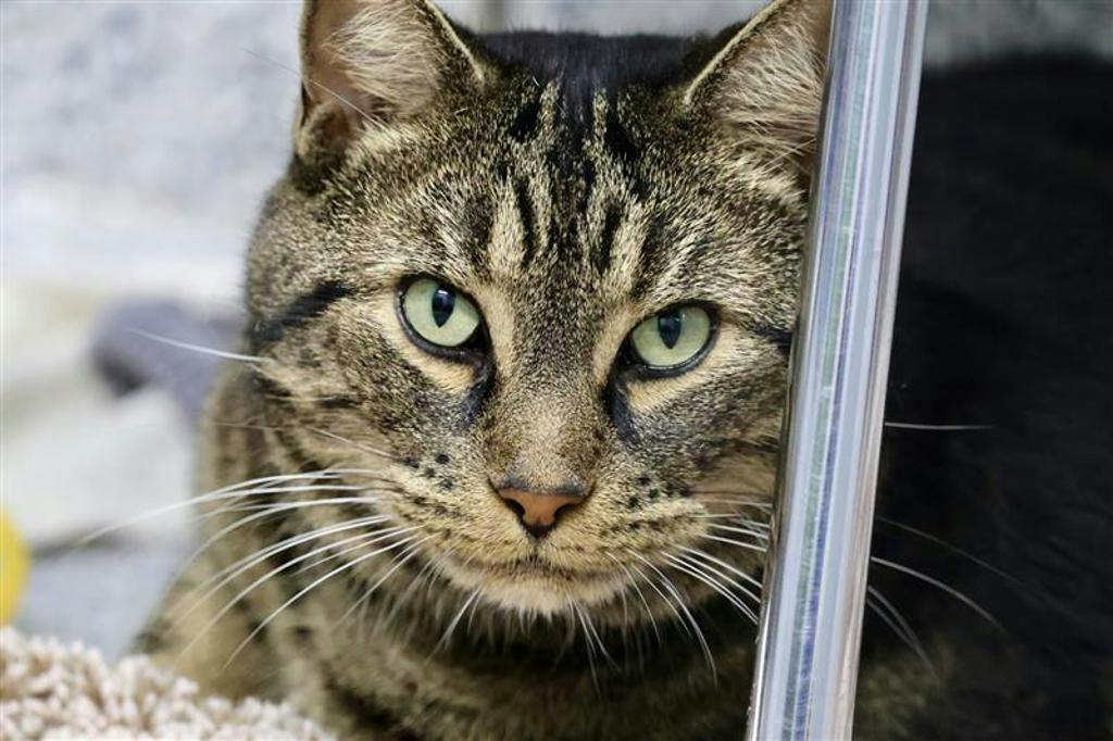 Saaya, a 7 years and 5 months old Brown Tabby Male Domestic Short Hair Cat